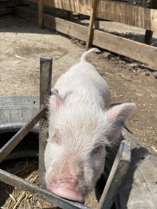 Educational farm The little blade of straw